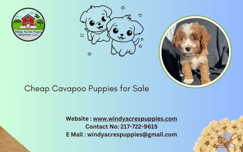 Cheap Cavapoo Puppies For Sale – Adorable, Playful, And Ready For Your Home